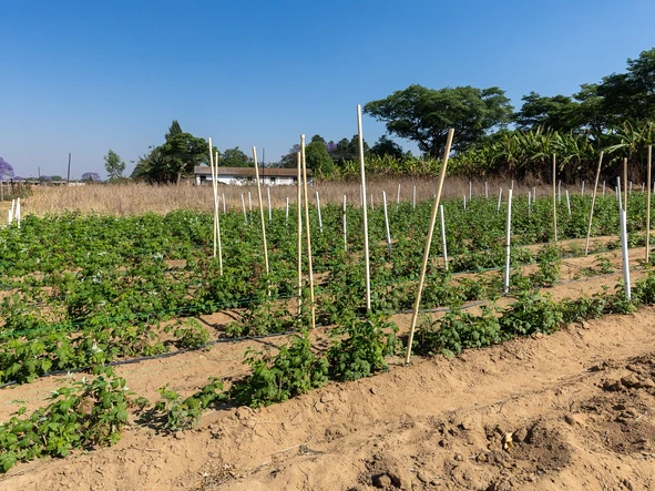 Stands & Residential Land