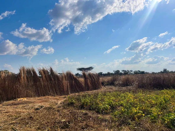 Farm & Agricultural Land