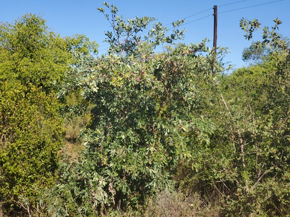 Agro-residential plot for sale in Redcliff(kwekwe).