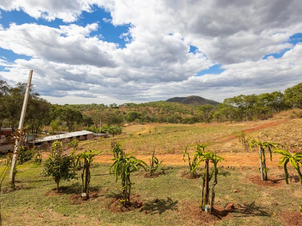 Farm & Agricultural Land