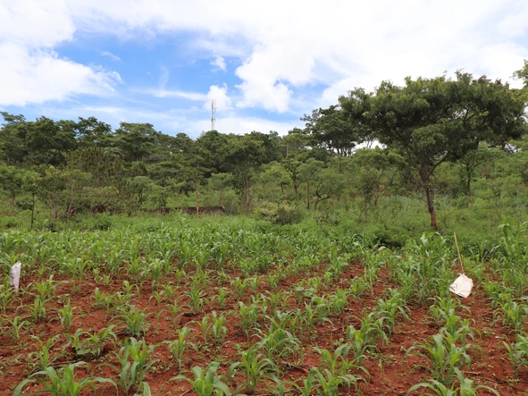 Stands & Residential Land