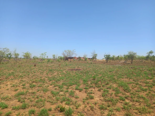 A stand in Shamva low density